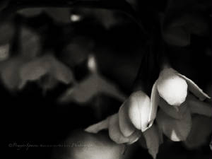 flowerInBW.jpg